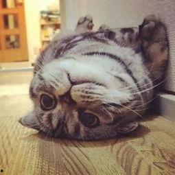 折耳猫娱乐吃瓜君,揭秘娱乐圈那些不为人知的幕后故事